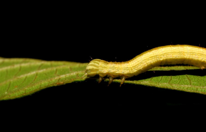 Figura 5. Larva <i>Coenipeta umbrata</i></i> (Erebidae), color crema oscuro, con una líneas anchas amarillas en cada lateral, posición lateral cabeza, mide 36 mm aproximadamente. Planta hospedera <i>Inga edulis</i></i>(introducido), (Fabaceae). Voucher: 07-SRNP-42837-DHJ434904.jpg.