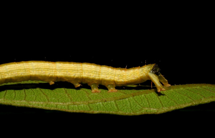Figura 6. Larva <i>Coenipeta umbrata</i></i> (Erebidae), color crema oscuro, con una líneas anchas amarillas en cada lateral, posición lateral trasera, mide 36 mm aproximadamente. Planta hospedera <i>Inga edulis</i></i>(introducido), (Fabaceae). Voucher: 07-SRNP-42837-DHJ434903.jpg.