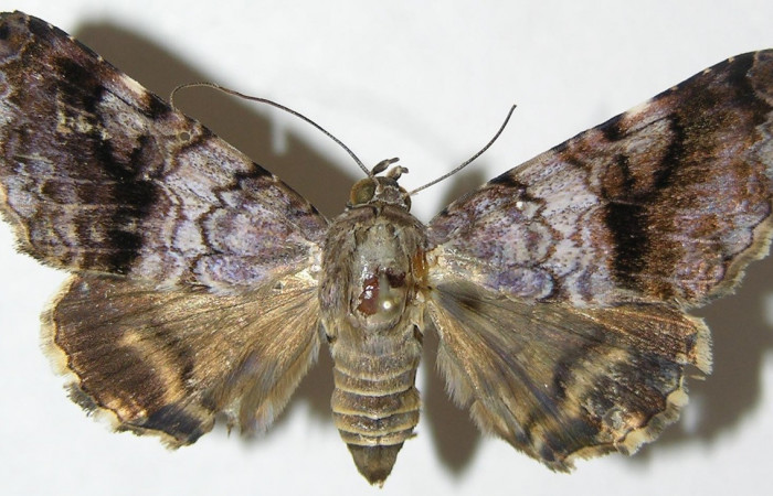 Figura 7. Adulto <i>Coenipeta umbrata</i></i> (Erebidae), posición dorsal, mide 39mm. Voucher: 08-SRNP-65416-DHJ397218