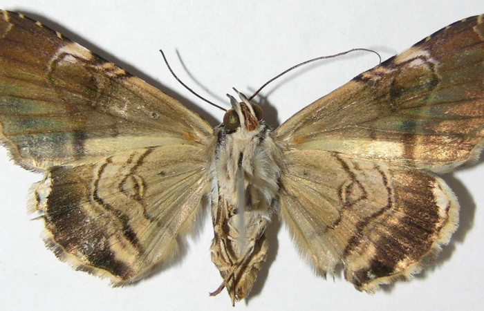 Figura 8. Adulto <i>Coenipeta umbrata</i></i> (Erebidae), posición dorsal, mide 39mm. Voucher: 08-SRNP-65416-DHJ397219