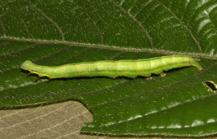 Figura 9. Larva <i>Coenipeta tanais</i></i> (Erebidae), color verde, con una líneas anchas cremas en cada lateral, posición lateral, mide 45 mm aproximadamente. Planta hospedera <i>Inga chocoensis</i></i>(Fabaceae). Voucher: 18-SRNP-30877-DHJ744315.jpg.