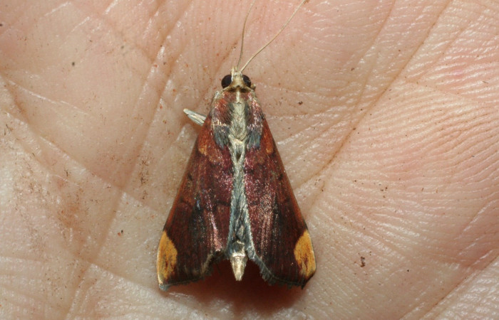 Figura 12.Adulto <i>Aponia minnithalis</i></i> familia (Crambidae). Posición dorsal, Voucher 09-SRNP-3194-DHJ463401.