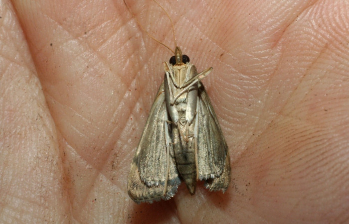 Figura 13.Adulto <i>Aponia minnithalis</i></i> familia (Crambidae). Posición ventral, Voucher 09-SRNP-3194-DHJ463402.