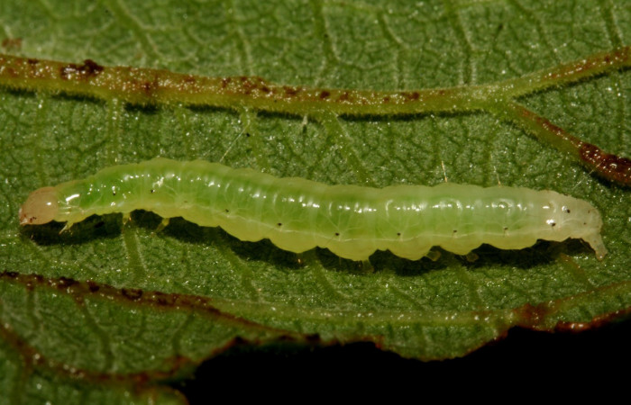 Figura 1. Larva <i>Aponia minnithalis</i></i> (Crambidae), color verde con linea blanco y puntos negro en los laterales, Cabeza crema, posición lateral, mide 24 mm, Voucher: 09-SRNP-4409-DHJ457997.