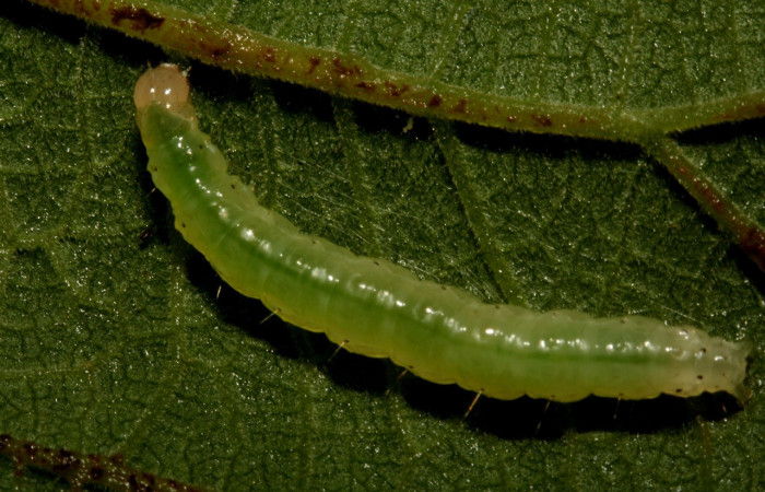 Figura 2. Larva <i>Aponia minnithalis</i></i> (Crambidae), color verde con lineas blanco y puntos negro en los laterales, Cabeza crema, posición dorsal mide 24 mm, Voucher: 09-SRNP-4409-DHJ457998.