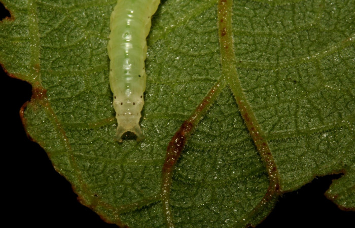 Figura 3. Larva <i>Aponia minnithalis</i></i> (Crambidae), Larva Color verde tiene puntos negro en posición trasera, mide 24 mm Voucher: 09-SRNP-4409-DHJ457999.