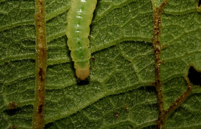 Figura 4. Larva <i>Aponia minnithalis</i></i> (Crambidae), Color verde tiene puntos negro cabeza crema, en posición de Cabeza, mide 24 mm Voucher: 09-SRNP-4409-DHJ458000.