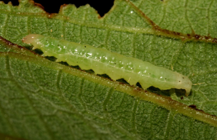 Figura 5. Larva <i>Aponia minnithalis</i></i> (Crambidae), Color verde tiene puntos negro Cabeza crema, en posición de lateral, mide 24 mm, Voucher 09-SRNP-4409-DHJ458003.