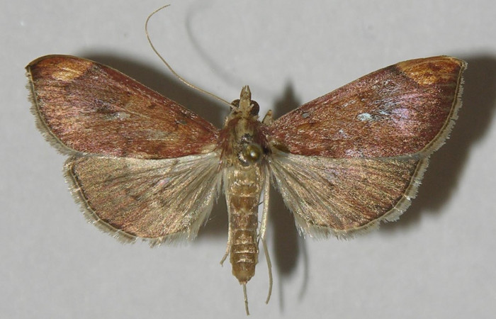 Figura 10.Adulto <i>Aponia minnithalis</i></i> familia (Crambidae). Posición dorsal, Voucher 11-SRNP-1015-DHJ542444.