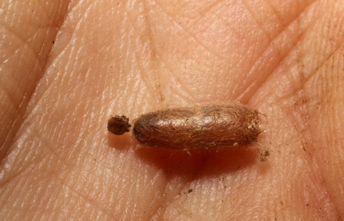 Figura 6. Pupario de <i>Eiphosoma</i></i> maculicoxaDHJ27. Voucher 11-SRNP-1775-DHJ800431.