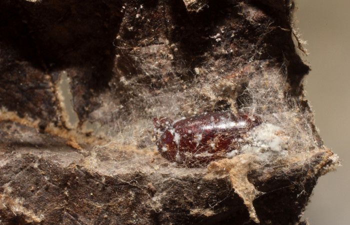 Figura 7. Pupario de <i>Eucelatoria</i></i> Janzen10 Voucher 11-SRNP-1776-DHJ800432.