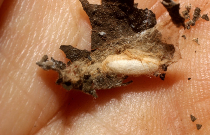 Figura 8. pupario de  <i>Apanteles juanhernandezi</i></i>. familia (Braconidae), Voucher 11-SRNP-4179-DHJ800591.