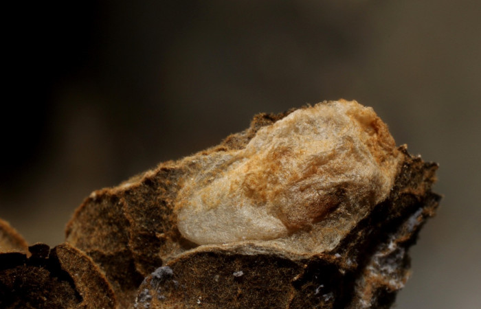 Figura 9. pupario de  <i>Alabagrus</i></i> Sharkey21. familia (Braconidae) Voucher 11-SRNP-4323-DHJ800597.