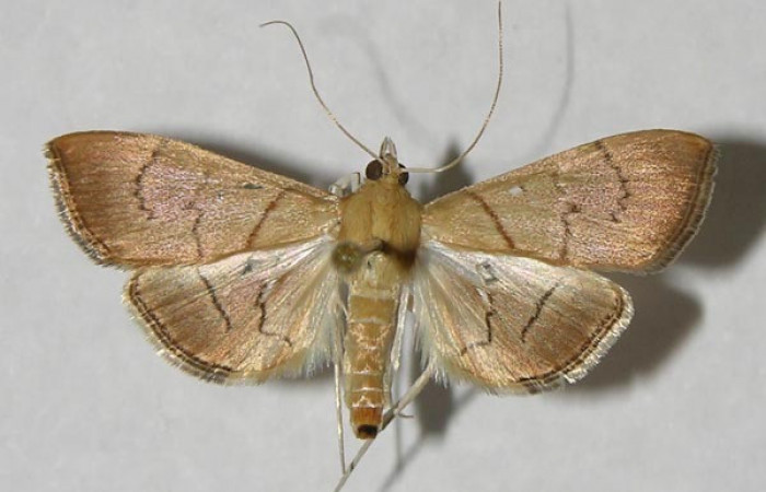 Figura 14.Adulto <i>Aponia</i></i> Janzen469. familia (Crambidae). Posición dorsal, Voucher 12-SRNP-21475-DHJ565424.