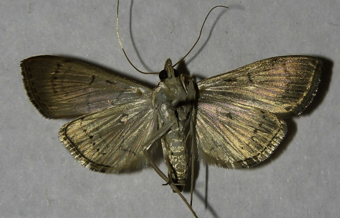 Figura 15.Adulto <i>Aponia</i></i> Janzen469. familia (Crambidae). Posición ventral, Voucher 12-SRNP-21475-DHJ565425.