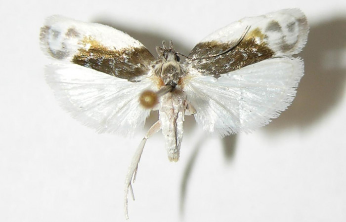 Figura 1. Adulto de <i>Antaeotricha</i></i> Janzen07 (Depressariidae), vista dosal. Voucher 01-SRNP-3923-DHJ338760.jpg.