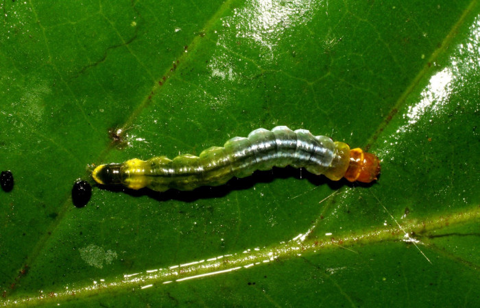 Figura 4. Larva <i>Antaeotricha</i></i> Janzen07 (Depressariidae),último estadio, posición dorsal, Sector San Cristóbal, Finca San Gabriel. Voucher 07-SRNP-2929-DHJ425904.jpg.