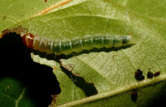 Figura 7. <i>Antaeotricha</i></i> Janzen07 (Depressariidae), último estadio, posición frontal, Sector Pitilla. Voucher 09-SRNP-32720-DHJ464392.jpg.
