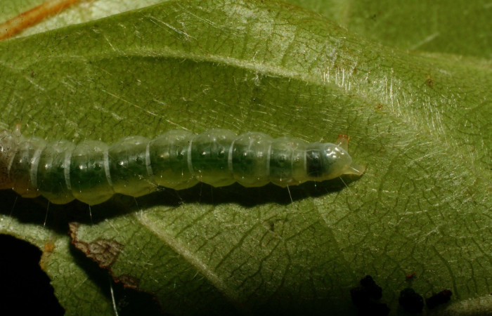 Figura 6. <i>Antaeotricha</i></i> Janzen07 (Depressariidae), último estadio, posición trasera, Sector Pitilla. Voucher 09-SRNP-32720-DHJ464393.jpg.