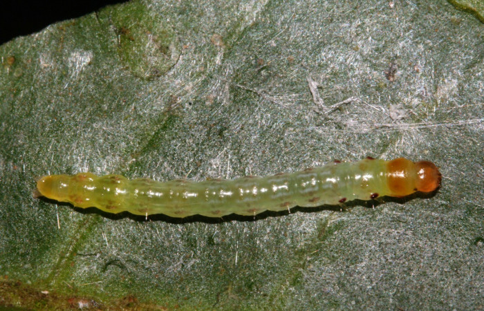 Figura 3. Larva <i>Antaeotricha</i></i> Janzen07 (Depressariidae), tercer estadio, posición dorsal, Sector San Cristóbal, Sendero Albergue Crater. Voucher 09-SRNP-4451-DHJ463991.jpg.