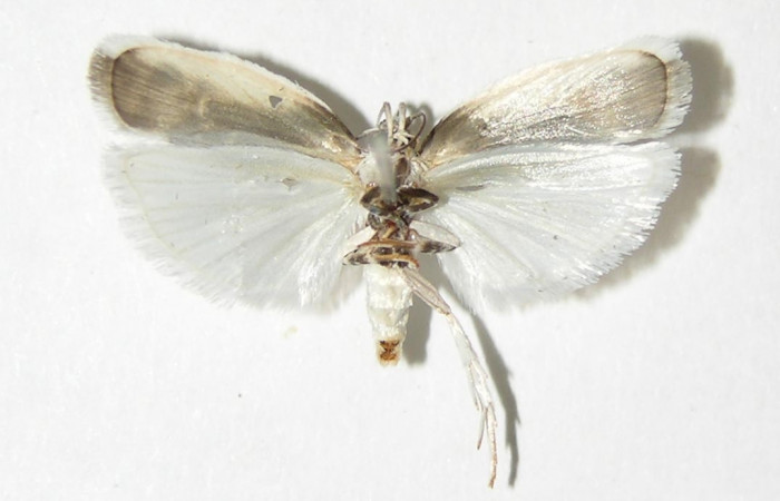 Figura 20. Adulto de <i>Antaeotricha</i></i> Janzen07 (Depressariidae), vista dorsal. Voucher 01-SRNP-3923-DHJ338761.jpg.
