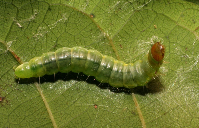 Figura 9. <i>Antaeotricha</i></i> Janzen09 (Depressariidae), último estadio, posición dorsal, Sector Loa Almendros. Voucher  07-SRNP-23070-DHJ426714.jpg.