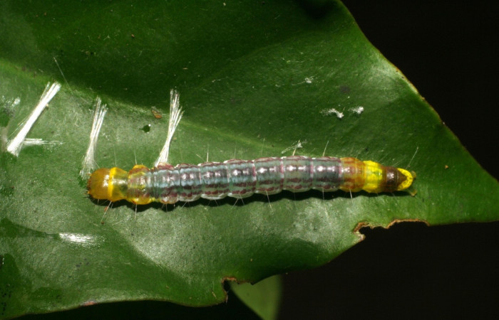 Figura 13. <i>Antaeotricha</i></i> Janzen08 (Depressariidae), último estadio, posición dorsal, Sector Cacao. Voucher 07-SRNP-36170-DHJ422115.jpg.