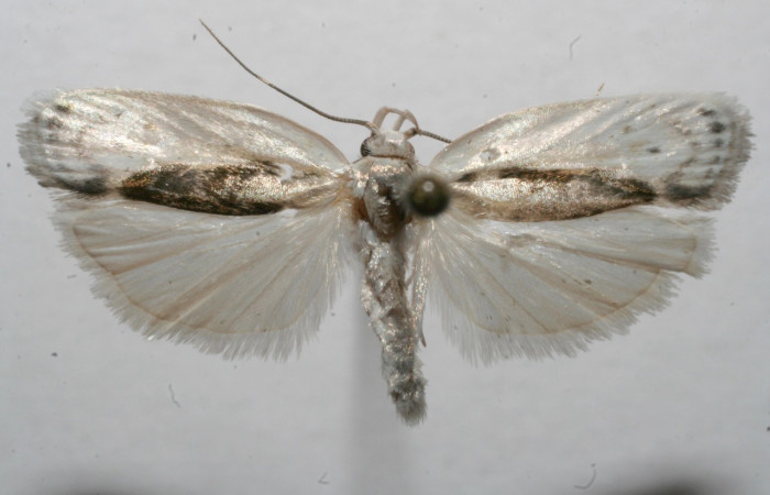 Figura 10. Adulto de <i>Antaeotricha</i></i> Janzen09 (Depressariidae), vista dorsal. Voucher 08-SRNP-108689-DHJ632753.jpg.
