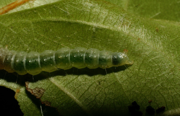 Figura 6. <i>Antaeotricha</i></i> Janzen07 (Depressariidae), último estadio, posición trasera, Sector Pitilla. Voucher 09-SRNP-32720-DHJ464393.jpg.