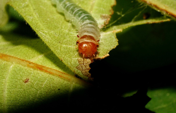 Figura 5. <i>Antaeotricha</i></i> Janzen07 (Depressariidae), último estadio, posición frontal, Sector Pitilla. Voucher 09-SRNP-32720-DHJ464396.jpg.
