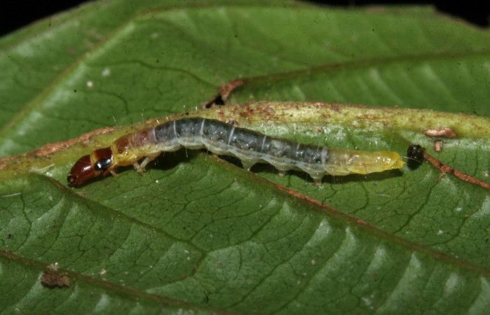 Figura 11. <i>Antaeotricha</i></i> Janzen12 (Depressariidae), último estadio, posición lateral, Estación Caribe. Voucher 09-SRNP-42320-DHJ466515.jpg.