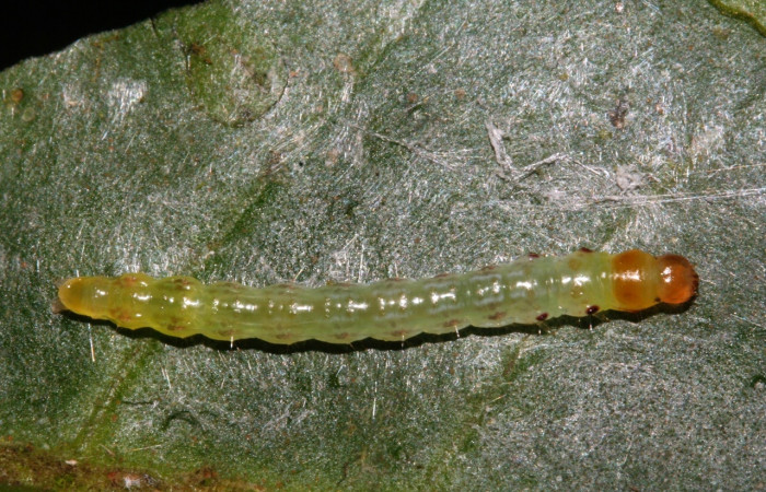 Figura 3. Larva <i>Antaeotricha</i></i> Janzen07 (Depressariidae), tercer estadio, posición dorsal, Sector San Cristóbal, Sendero Albergue Crater. Voucher 09-SRNP-4451-DHJ463991.jpg.