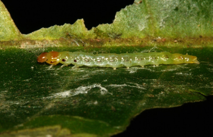 Figura 2.  Larva <i>Antaeotricha</i></i> Janzen07 (Depressariidae), tercer estadio, posición lateral, Sector San Cristóbal, Sendero Albergue Crater. Voucher 09-SRNP-4451-DHJ463993.jpg.
