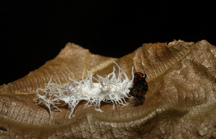 Figura 15. Capullo de avispa, <i>Prasmodon almasolisae</i></i> (Braconidae), parásito de <i>Antaeotricha</i></i> Janzen07 (Depressariidae). Voucher 10-SRNP-42714-DHJ480648.jpg.