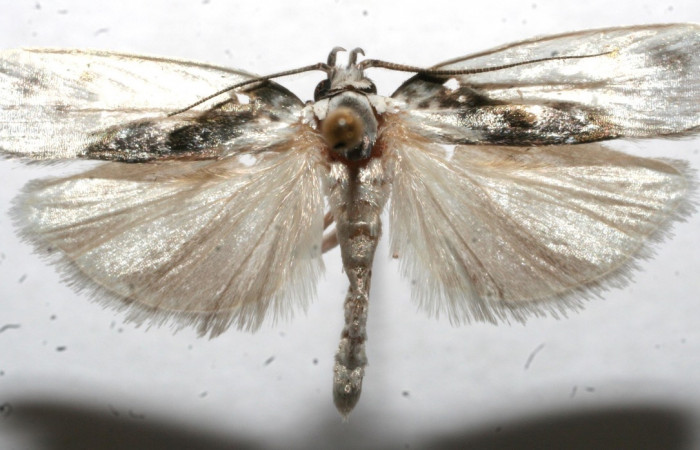 Figura 14. Adulto de <i>Antaeotricha</i></i> Janzen08 (Depressariidae), vista dorsal. Voucher 11-SRNP-101372-DHJ662042.jpg.