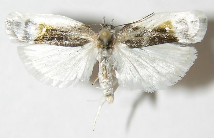 Figura 19. Adulto de <i>Antaeotricha</i></i> Janzen07 (Depressariidae), vista dorsal. Voucher 11-SRNP-122-DHJ531776.jpg.
