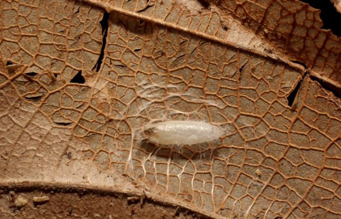 Figura 18. Capullo de avispa, <i>Prasmodon mikepoguei</i></i>  (Braconidae), parásito de <i>Antaeotricha</i></i> Janzen07 (Depressariidae). Voucher 11-SRNP-81518-DHJ804150.jpg.