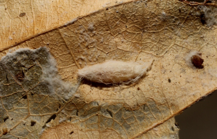 Figura 17. Capullo de avispa <i>Apanteles tiboshartae</i></i> (Braconidae), parásito de <i>Antaeotricha</i></i> Janzen07 (Depressariidae). Voucher 12-SRNP-3640-DHJ801119.jpg.