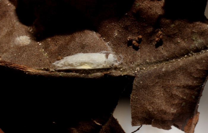 Figura 16. Capullo de avispa eclosionado, <i>Apanteles juancarrilloi</i></i> (Braconidae),  parásito de <i>Antaeotricha</i></i> Janzen07 (Depressariidae). Voucher 12-SRNP-4830-DHJ801193.jpg.