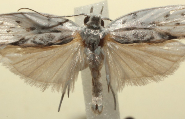 Figura 12. Adulto de <i>Antaeotricha</i></i> Janzen12 (Depressariidae), vista dorsal. Voucher 13-SRNP-103532-DHJ676253.jpg.
