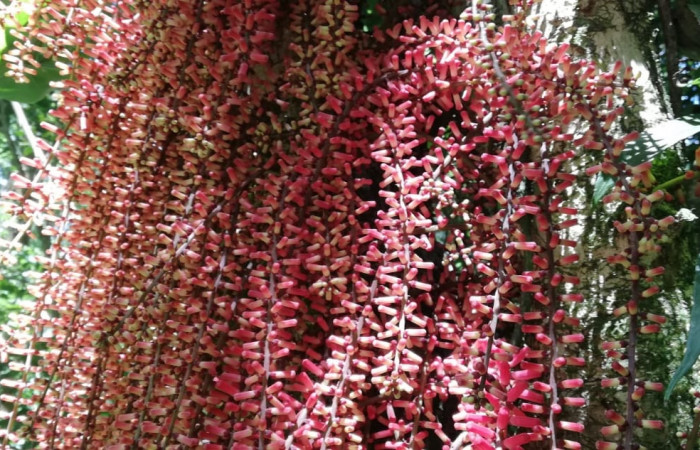 Figura 21. Inflorescencia de <i>Guarea rhopalocarpa</i></i> (Meliaceae), planta hospedera de <i>Antaeotricha</i></i> Janzen07 (Depressariidae). Foto. Gloria Sihezar Estación San Cristóbal, 20feb2019.