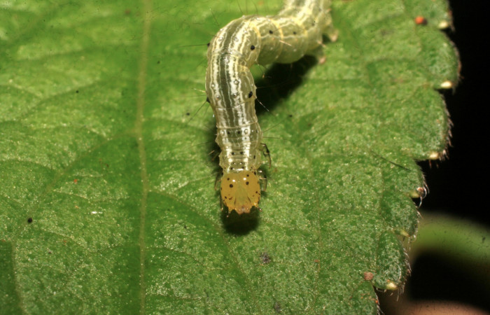 Fig.10 Vista Cabeza en penúltimo estadio, <i>Chrysodeixis </i><i>includens (Noctuidae)</i></i>, se colecto, 03 de Agosto 2009, Sector Rincon Rain Forest, Finca Aurita 460mts, (09-SRNP-40294-DHJ452204.jpg).