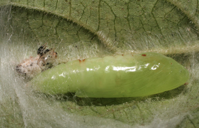 Fig.11 Vista lateral de pupa, <i>Chrysodeixis includens</i></i> (Noctuidae), se hizó pupa, 22 de Marzo 2009, Sector Rincon Rain Forest, Finca Aurita 460mts. (09-SRNP-40294-DHJ452213.jpg).