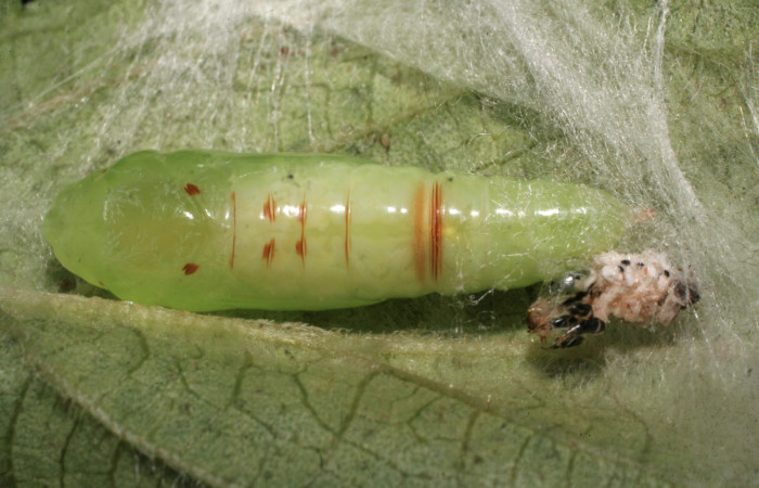  Fig.12 Vista ventral de pupa, <i>Chrysodeixis includens</i></i> (Noctuidae), se hizó pupa, 22 de Marzo 2009, Sector Rincon Rain Forest, Finca Aurita 460mts. (09-SRNP-40294-DHJ452212.jpg).
