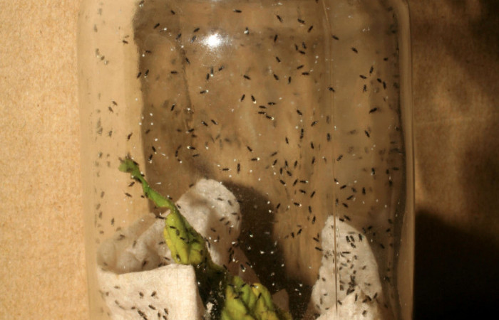 Fig.13 Vista de parásito eclosionados de <i>Copidosoma floridanum</i></i> (Encyrtidae) 24 de enero 2007, Buenos Aires, Finca Tomate, 360mts. (07-SRNP-231-DHJ418281.jpg).