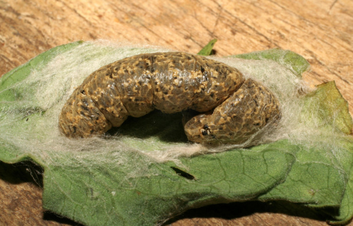 Fig.14 vista de cadáber de larva [I]Chrysodeixis includens[/I] (Noctuidae) parásitado por <i>Copidosoma floridanum</i></i> Encyrtidae.24 de enero 2007, Buenos Airea, Finca Tomate, 360mts, (07-SRNP-226-DHJ418279.jpg)