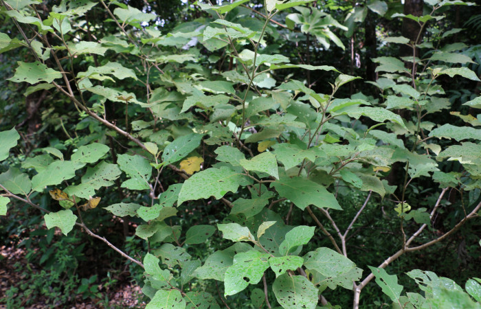 Fig.15 observamos  planta <i>Solanum turbum</i></i> (Solanaceae) hospedera de <i>Chrysodeixis includens</i></i> (Noctuidae).
Foto tomada por Elieth Espinoza, 8 de noviembre 2018, Sector Pailas, plataforma 16, 752mts.