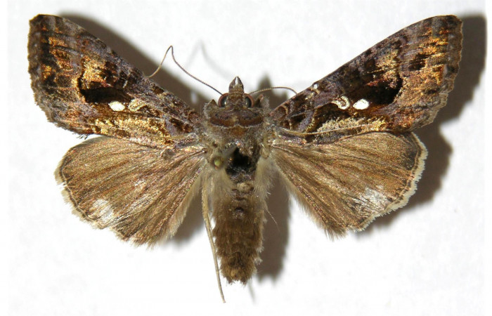 Fig.1 Vista dorsal hembra, <i>Chrysodeixis includens</i></i> (Noctuidae). Eclosionó 23 de Agosto 2002, Sector Del Oro, Camino mangos 480mts. ( 02-SRNP-28438-DHJ315538.jpg).