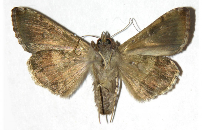 Fig.2 Vista ventral hembra, <i>Chrysodeixis includens</i></i> (Noctuidae). Eclosionó 23 de Marzo 2002 Sector Del Oro. Camino mangos 480mts. ( 02-SRNP-28438-DHJ315539.jpg).