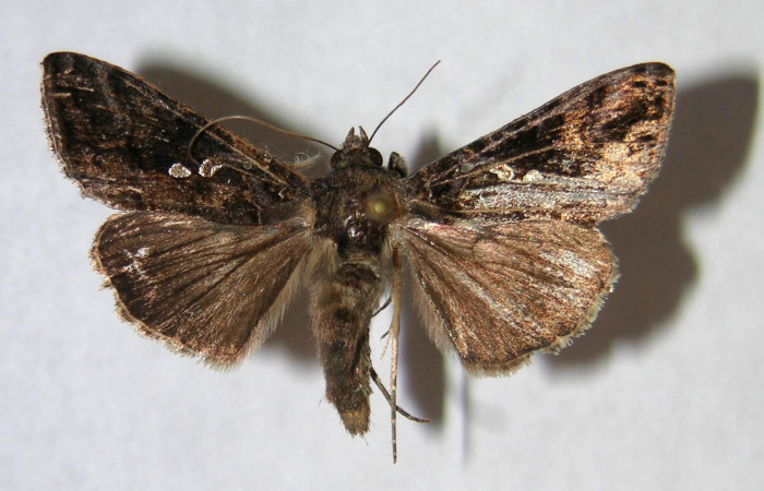 Fig.3  Vista dorsal macho, <i>Chrysodeixis includens</i></i> (Noctuidae). Eclosionó, 25 de Enero 2007 Sector Buenos Aires, Finca tomate 360mts. (07-SRNP-221-DHJ366046.jpg)